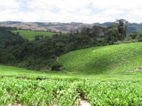photo of Mufindi - tea plantations